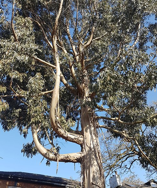Hedge Trimming Alderley Edge