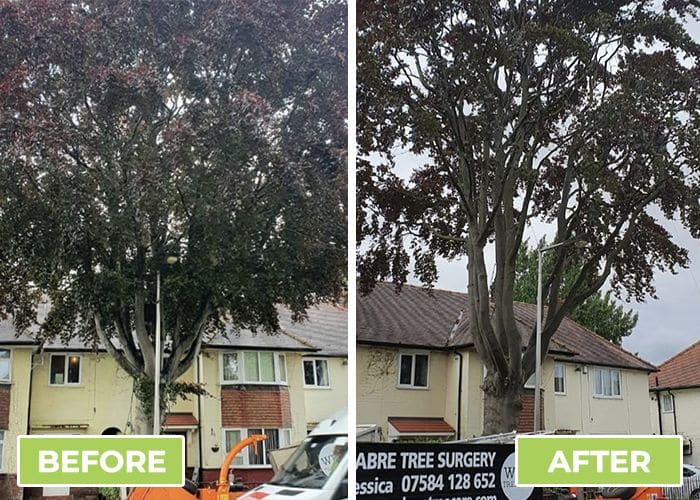 Before and After Crown Lift and Thin Sabre Tree Surgery We Love Tree Care