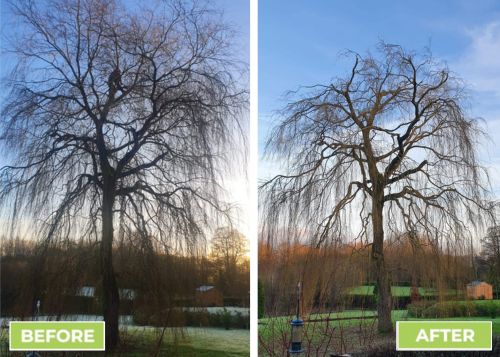 Before and After Of Crown Reduction and Formative Pruning Sabre Tree Surgery We Love Tree Care