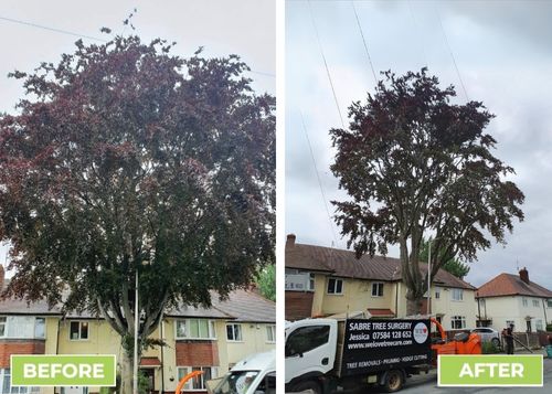 Before and After Crown Lift and Thin Sabre Tree Surgery We Love Tree Care